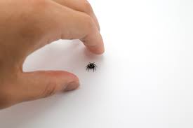 家の中でぴょんぴょん跳ねる小さい蜘蛛。『アダンソンハエトリ』は衛生環境のリトマス試験紙？|KENSOマガジン