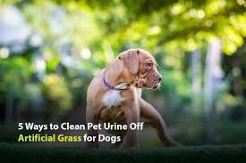 dog urine on artificial gr for dogs bend