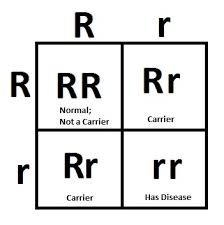 A punnett square is a graphical way of determining all the possible genetic outcomes when a cross is performed. Genetic Diseases Untamed Science