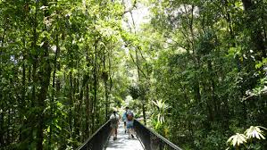rainforest tours cairns daintree