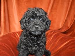 miniature poodle dog female black