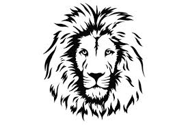 black and white lion images browse 91