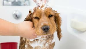 Before a puppy's first bath, find a puppy shampoo with bathing a pet hedgehog. First Puppy Bath The Survival Guide Purina