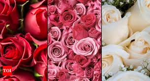 Happy Rose Day 2023 Red Pink Or White