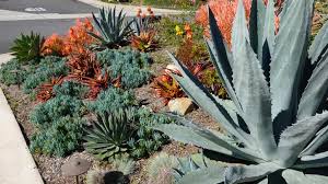 26 Drought Tolerant Plants That Will