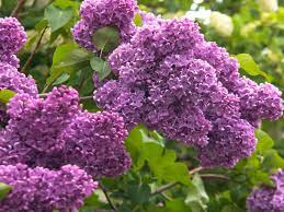 They can tolerate clay soil, though it can stunt their. Tips For Growing The Common Lilac In Your Garden