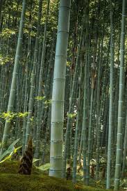 moso giant bamboo phyllostachys