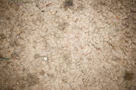 mold on carpet mold growth signs and