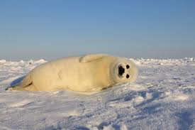 harp seal national geographic