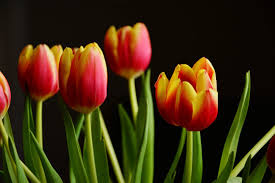 tulip flowers royalty free stock photo