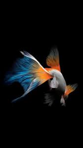 a fish 3d abstract goldfish hd