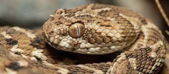 the deadly indian saw scaled viper