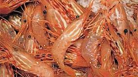 Why are spot prawn so expensive?