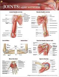 Joints Upper Extremities Chart 20x26 Physiotherapy