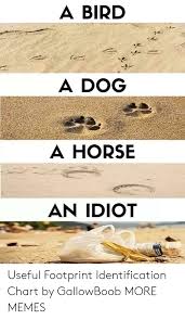 A Bird A Dog A Horse An Idiot Useful Footprint
