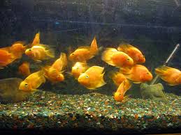 golden fish in fish tank free images