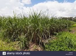 Sugarcane Growing In A Field In South Louisiana Sugarcane Is Used