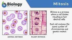 mitosis definition and exles