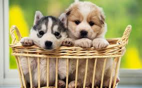 free cute dogs wallpapers cute