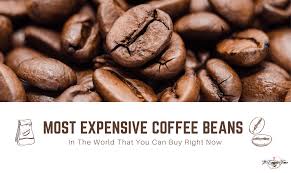 I was tasked with identifying the most expensive beans in the world. Most Expensive Coffee Beans That You Can Buy Right Now