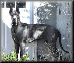 She also loves to play but. Blue Euro Great Dane Puppies For Sale In Beaumont Texas Classified Americanlisted Com