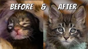 learn how maine kittens grow 0