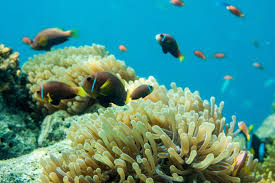 Terumbu karang termasuk dalam jenis filum cnidaria kelas anthozoa yang. 7 Sunscreen Yang Tidak Membunuh Terumbu Karang Malaysia 2021