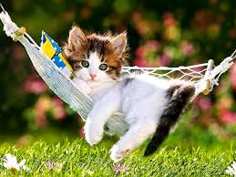adorable kitten in hammock