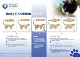 Feline Body Condition Chart Cat Weight Chart Pets Cat Urine
