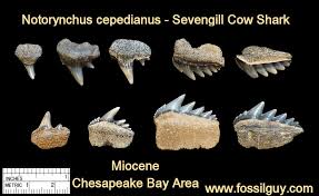 Fossil Shark Tooth Identification For Calvert Cliffs Of