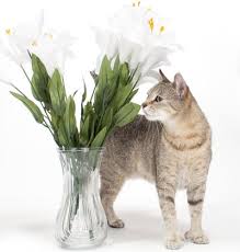 While peace lilies do not cause kidney failure as other lilies can, they do cause digestive problems and intense burning of the mouth, lips, tongue, and throat, which can make breathing difficult in rare cases if the throat swells. Can Lilies Kill Cats Are Calla Lilies Poisonous To Cats