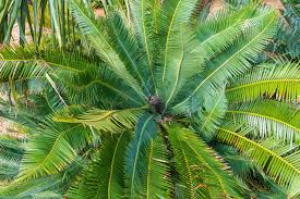 20 Palm Plants That Grow Outdoors