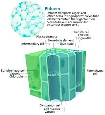 phloem definition function and