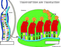 Transcription and translation coloring answer key biology and perceive everything, we notice you merely a frame with the main training kids of it. Transcription Coloring