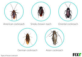 2021 Roach Exterminator Cost | Roach Treatment Cost