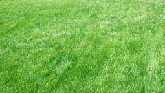 Overseeding your lawn has many benefits. Techniques For Overseeding Lawns
