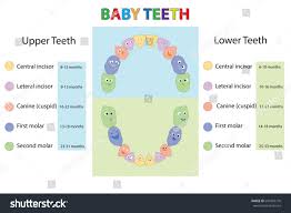 Vector Illustration Baby First Teeth Children Stock Vector