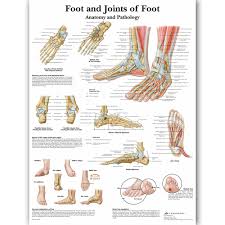 Us 12 54 5 Off Foot Joints Of Foot Chart Anatomy Pathology Poster Canvas Painting Wall Pictures For Medical Education Doctors Office Classroom In