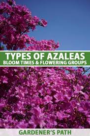 Azalea Bloom Times And Flowering Groups