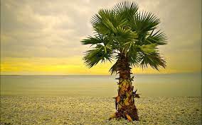green palm tree near body of water hd