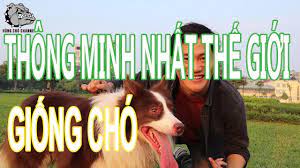 DOG REVIEW] Giống chó thông minh nhất thế giới - Border Collie / Hùng Chó  Channel - YouTube