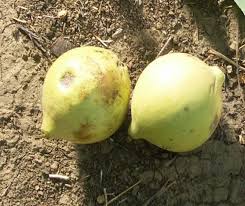 Image result for images of gua tree falling fruits