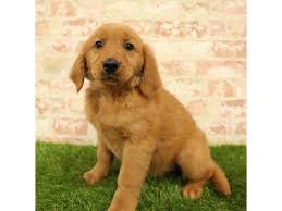 1 year genetic health guarantee, shots up to date with complete health papers. Golden Retriever Dog Female Dark Golden 2738864 Petland Fairfield