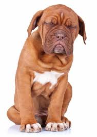 benadryl for dogs dosage side effects