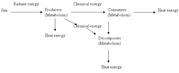 Energy Flow Diagram Ecosystem Energy Flow Review Worksheet
