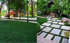 Grow Between Stepping Stones Pavers