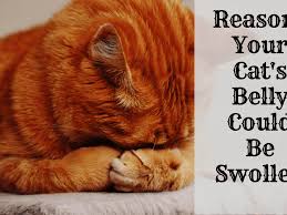 Cancer in cats can occur in any location or body system, and most symptoms can be detected externally. Possible Reasons Why Your Cat Has A Swollen Abdomen Or Belly Pethelpful