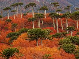 the 34 most beautiful forests in the