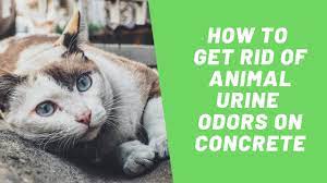 How to Get Rid of Animal Pee Smell on Concrete | SOS Odours - YouTube