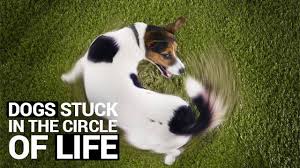 Image result for stuck in a circle